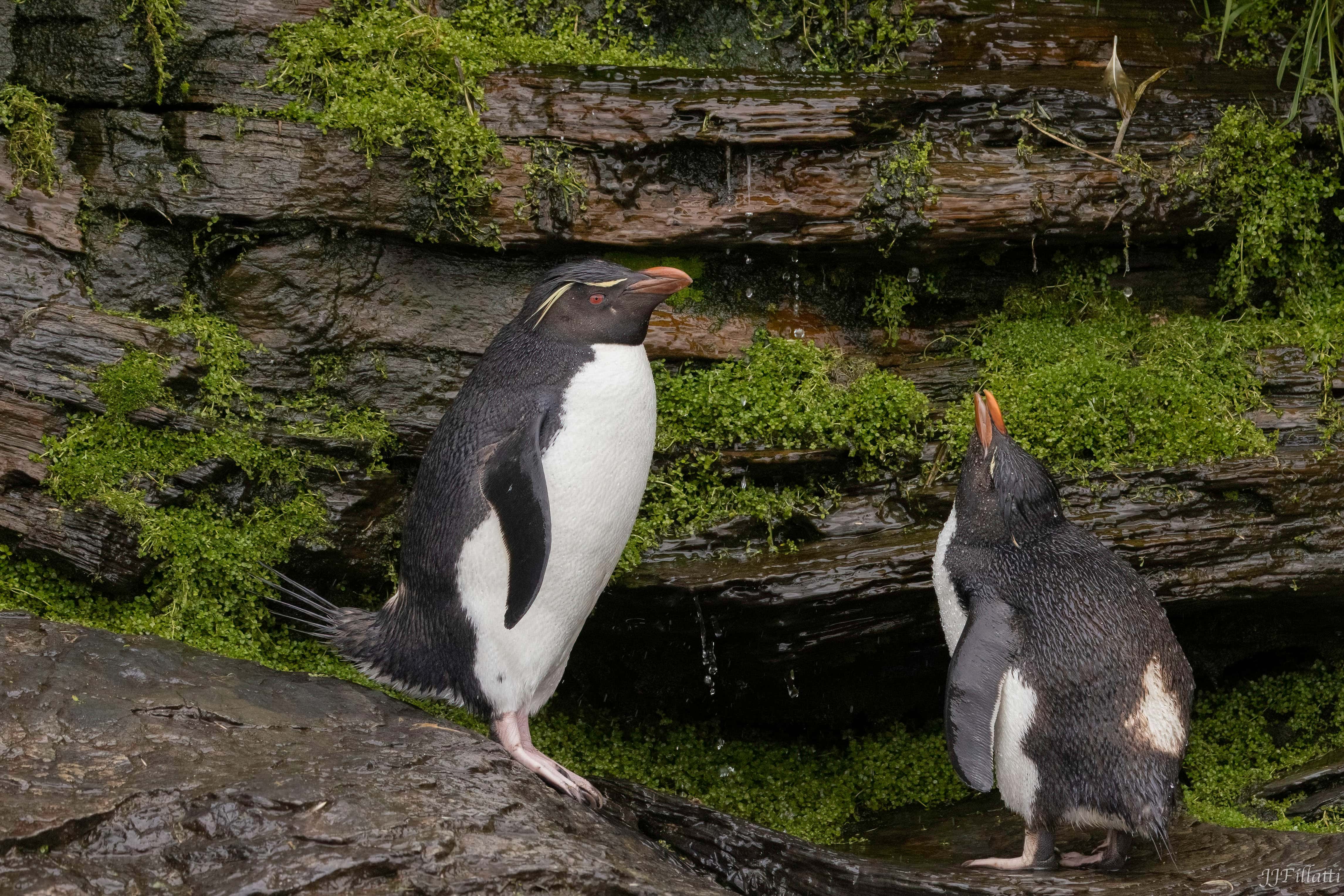 bird of the falklands image 41